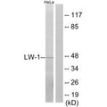 Western blot analysis of extracts from HeLa cells, using LW-1 antibody.
