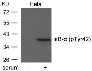 Western blot analysis of extract from Hela cells untreated or treated with serum using IkB-a(Phospho-Tyr42) antibody.
