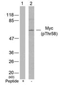 Western blot analysis of extracts from Hela cells using Myc(Phospho-Thr58) Antibody(Lane 2) and the same antibody preincubated with blocking peptide(Lane1).