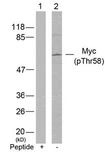 Western blot analysis of extracts from Hela cells using Myc(Phospho-Thr58) Antibody(Lane 2) and the same antibody preincubated with blocking peptide(Lane1).