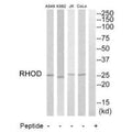 Western blot analysis of extracts from COLO205 cells, K562 cells, Jurkat cells and A549 cells, using RHOD antibody.