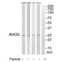 Western blot analysis of extracts from COLO205 cells, K562 cells, Jurkat cells and A549 cells, using RHOD antibody.