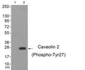 Western blot analysis of extracts from cos-7 cells (Lane 2), using Caveolin 2 (Phospho-Tyr27) Antibody. The lane on the left is treated with antigen-specific peptide.