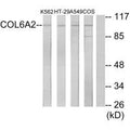 Western blot analysis of extracts from K562 cells, HT-29 cells, A549 cells and COS-7 cells, using Collagen VI α2 antibody.