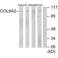 Western blot analysis of extracts from K562 cells, HT-29 cells, A549 cells and COS-7 cells, using Collagen VI α2 antibody.