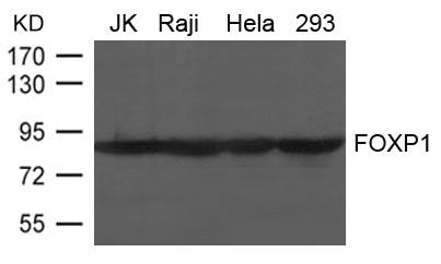 Western blot analysis of extract from JK, Raji, Hela and 293 cells using FOXP1 Antibody