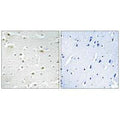 Immunohistochemistry analysis of paraffin-embedded human brain tissue using DDX3Y antibody.