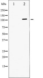 Western blot analysis of ATPase expression in PMA treated 293 whole cell lysates, The lane on the left is treated with the antigen-specific peptide.