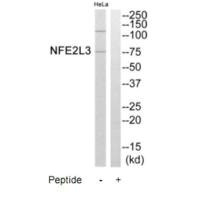 Western blot analysis of extracts from HeLa cells, using NFE2L3 antibody.