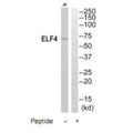 Western blot analysis of extracts from Jurkat cells, using ELF4 antibody.