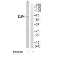 Western blot analysis of extracts from Jurkat cells, using ELF4 antibody.