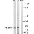 Western blot analysis of extracts from K562 cells and Jurkat cells, using PEBP1 antibody.