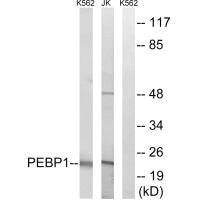 Western blot analysis of extracts from K562 cells and Jurkat cells, using PEBP1 antibody.