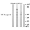Western blot analysis of extracts from RAW264.7 cells, HT-29 cells and LOVO cells, using TNF Receptor II antibody.
