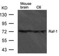 Western blot analysis of extract from mouse brain tissue and C6 cells using Raf-1 Antibody