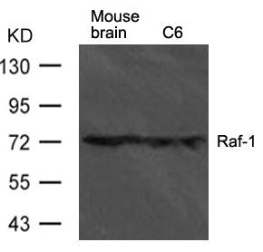 Western blot analysis of extract from mouse brain tissue and C6 cells using Raf-1 Antibody