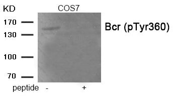 Western blot analysis of extracts from COS7 tissue using Bcr (Phospho-Tyr360) antibody.The lane on the right is treated with the antigen-specific peptide.