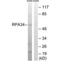 Western blot analysis of extracts from A549 cells, using CD3EAP antibody.