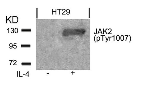 Western blot analysis of extracts from HT29 cells untreated or treated with IL-4 using JAK2(Phospho-Tyr1007) Antibody.