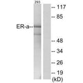 Western blot analysis of extracts from 293cells, using Estrogen Receptor-α (Ab-537) antibody.