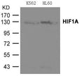 Western blot analysis of extracts from K562 and HL-60 cells using HIF1A Antibody .