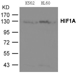 Western blot analysis of extracts from K562 and HL-60 cells using HIF1A Antibody .