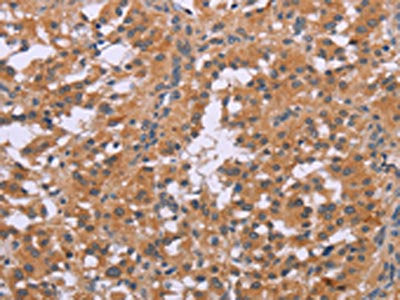 CDK1 Antibody – Figure 1 of 3