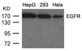 Western blot analysis of extracts from HepG2, 293 and Hela cells using EGFR(Ab-1092) Antibody.