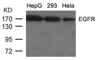 Western blot analysis of extracts from HepG2, 293 and Hela cells using EGFR(Ab-1092) Antibody.