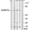 Western blot analysis of extracts from HeLa cells, Jurkat cells, 293 cells and HUVEC cells, using RABEP2 antibody.