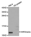 Western blot analysis of extracts of HeLa cell line and H3 protein expressed in E.coli., using H4R3 me2a antibody.