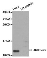 Western blot analysis of extracts of HeLa cell line and H3 protein expressed in E.coli., using H4R3 me2a antibody.