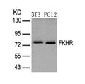 Western blot analysis of extracts from 3T3 and PC12 cells using FKHR(Ab-319) Antibody.