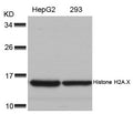 Western blot analysis of extracts from HepG2 and 293 cells using Histone H2A.X(Ab-139) Antibody.