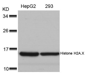 Western blot analysis of extracts from HepG2 and 293 cells using Histone H2A.X(Ab-139) Antibody.