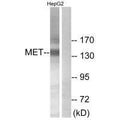 Western blot analysis of extracts from HepG2 cells, using Met (Ab-1234) antibody.