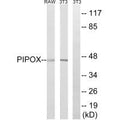 Western blot analysis of extracts from NIH/3T3 cells and RAW264.7 cells, using PIPOX antibody.