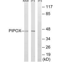 Western blot analysis of extracts from NIH/3T3 cells and RAW264.7 cells, using PIPOX antibody.
