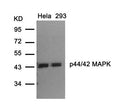 Western blot analysis of extracts from Hela and 293 cells using p44/42 MAP Kinase(Ab-202) Antibody.