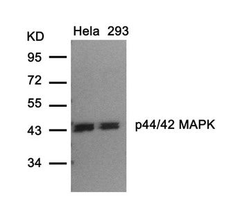 Western blot analysis of extracts from Hela and 293 cells using p44/42 MAP Kinase(Ab-202) Antibody.