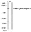 Western blot analysis of extracts from MCF cells using Estrogen Receptor-a(Ab-167) Antibody and the same antibody preincubated with blocking peptide.