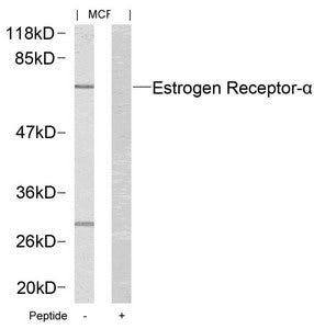 Western blot analysis of extracts from MCF cells using Estrogen Receptor-a(Ab-167) Antibody and the same antibody preincubated with blocking peptide.