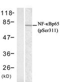 Western blot analysis of extracts from Hela cells untreated or treated with IFN-α  using NFκ;B-p65((phospho-Ser311) Antibody.