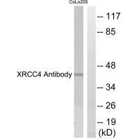 Western blot analysis of extracts from COLO205 cells, using XRCC4 antibody.