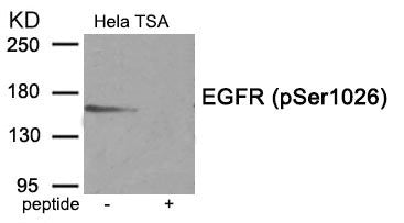 Western blot analysis of extracts from HeLa cells treated with TSA using Phospho-EGFR (Ser1026) antibody.The lane on the right is treated with the antigen-specific peptide.