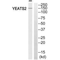 Western blot analysis of extracts from 293 cells, using YEATS2 antiobdy.