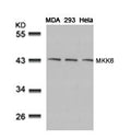 Western blot analysis of extracts from MDA, 293 and Hela cells using MKK6(Ab-207) Antibody.