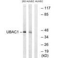Western blot analysis of extracts from 293 cells and HUVEC cells, using UBAC1 antibody.
