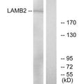 Western blot analysis of extracts from RAW264.7 cells, using LAMB2 antibody.