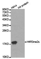 Western blot analysis of extracts of HeLa cell line and H4 protein expressed in E.coli., using H4R3me2s antibody.